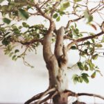 Defoliado bonsái
